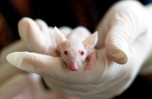 Lab gloves wearing hand holding a little white mouse