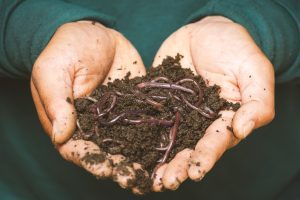 earthworms on a person's hand