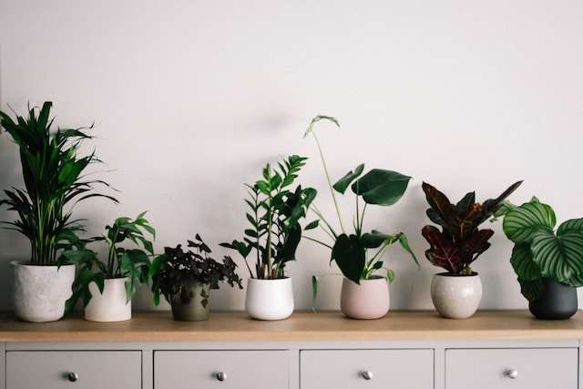 Sustainable indoor plants decoration